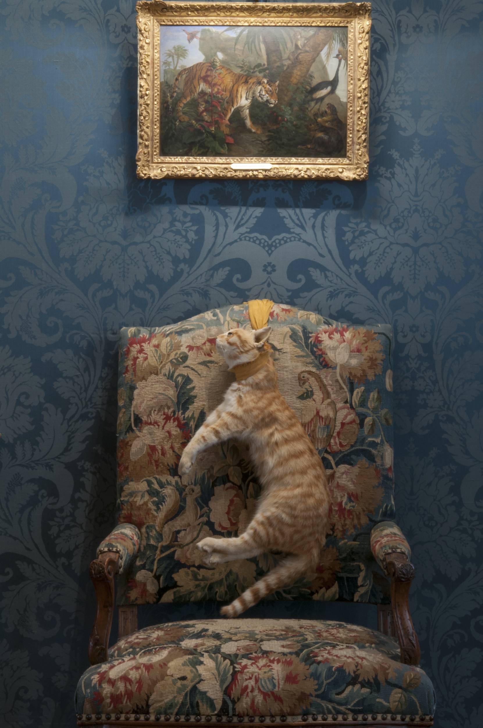 Sophie Calle, Histoires vraies: Les chats, photographie de Béatrice Hatala